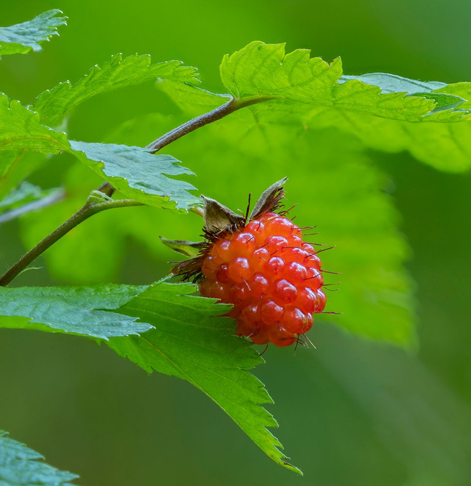 Washington State, Central Cascades. Edible and delicious red salmonberry fruit with leaves close-up